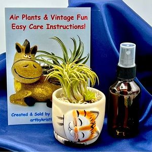 Mini CAT Planter Air Plant Set Spanish Moss Fine Mist Sprayer FREE Air Plant